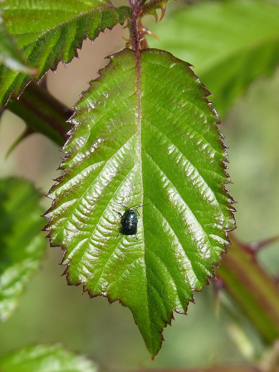 blackberry leaf, green beetle, tiny, plant part, green color HD wallpaper