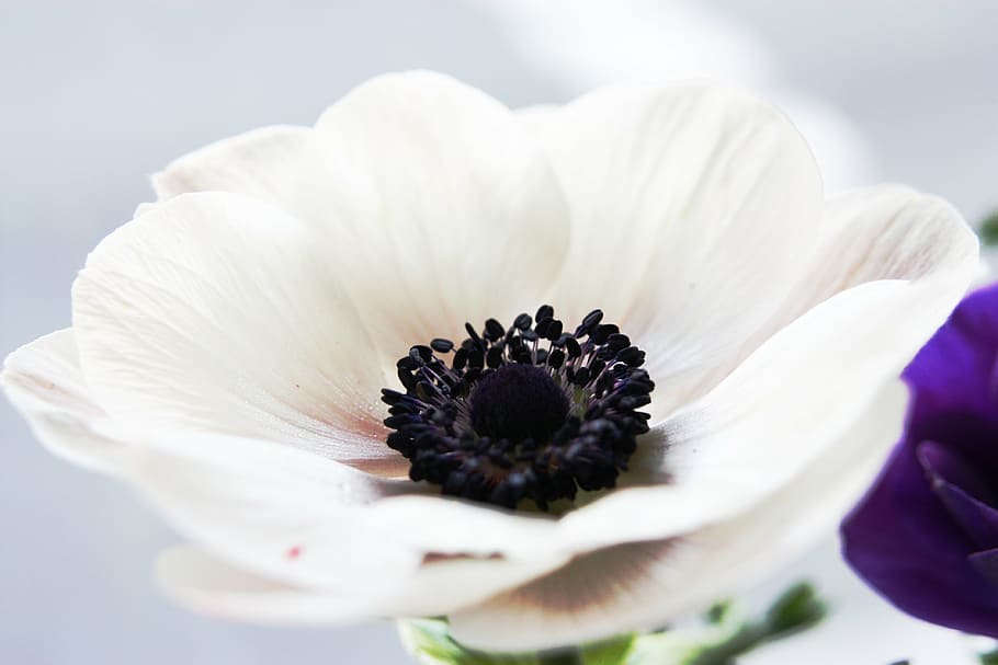 white petaled flower bloom close-up photography, anemone, nature HD wallpaper