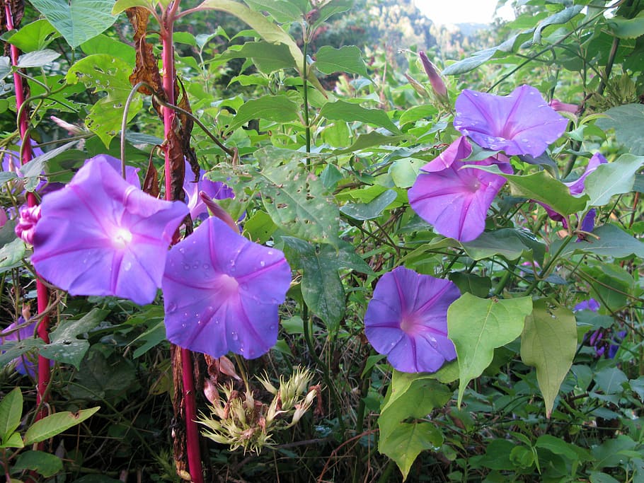 funnel thread, winds, morning glory, flowers, purple, bright HD wallpaper