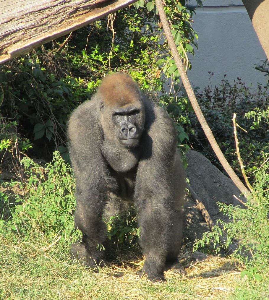 black gorilla on green grass, kneeling, looking, watching, zoo HD wallpaper