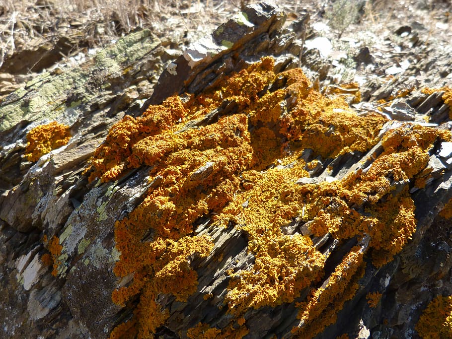 Rock, Lichens, Orange, Texture, Moss, rock - object, animal themes HD wallpaper