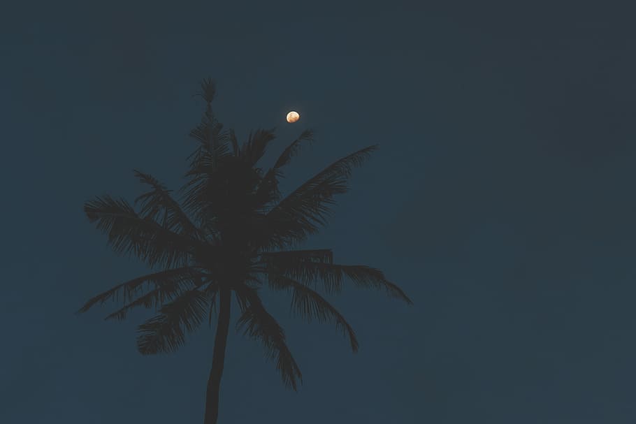 low-angle shot photography of palm tree, coconut tree, night HD wallpaper