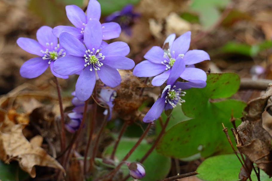 Hepatica, Spring, Plant, Forest, spring plant, flower, finnish, HD wallpaper