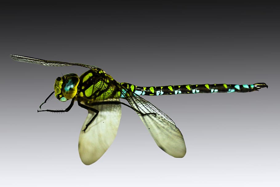 insect, dragonfly, close, macro, wing, demoiselle, head, eyes HD wallpaper