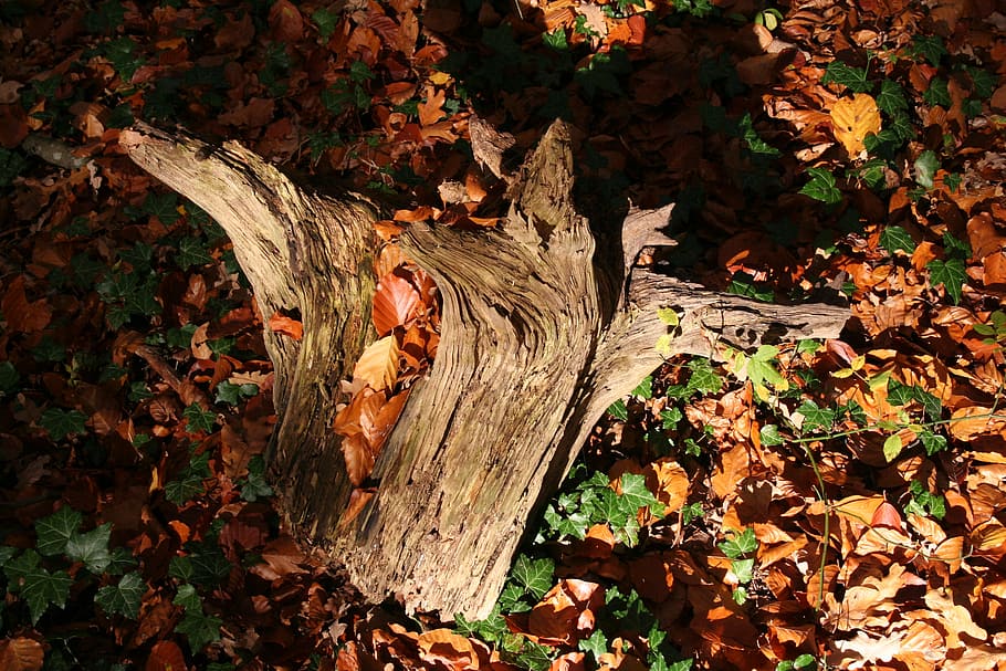 root, autumn, fall foliage, mood, tree stump, tree root, brown HD wallpaper