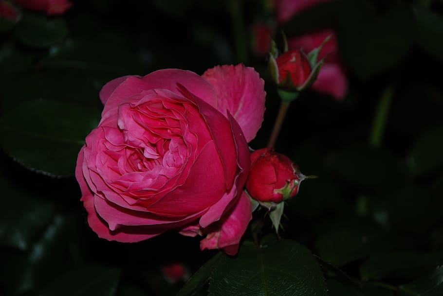 rose, dark, evening, flower, flowering plant, beauty in nature HD wallpaper
