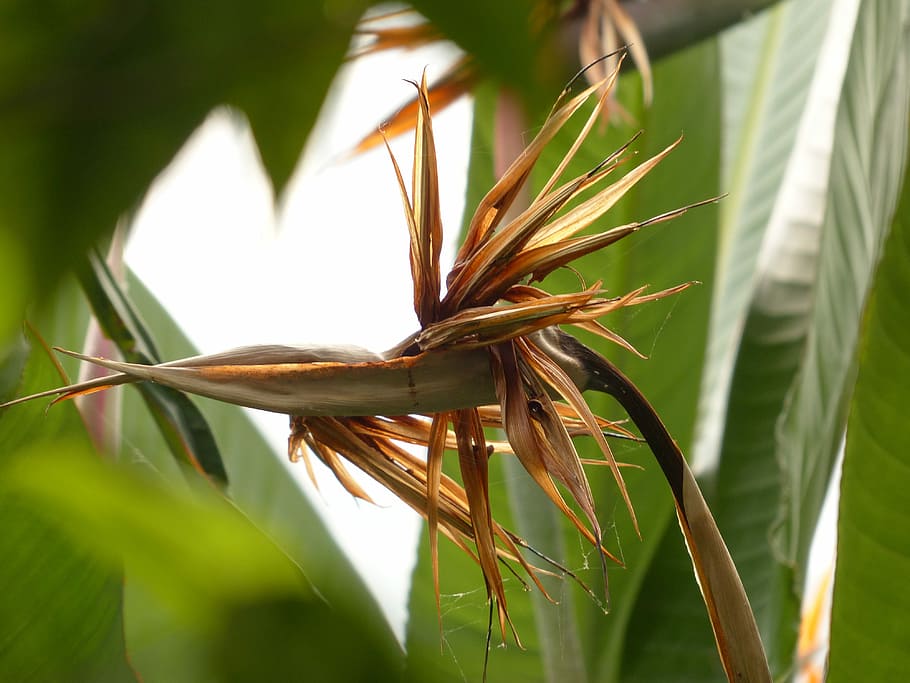 Blossom, Bloom, Withered, Dry, Exotic, bird of paradise flower HD wallpaper