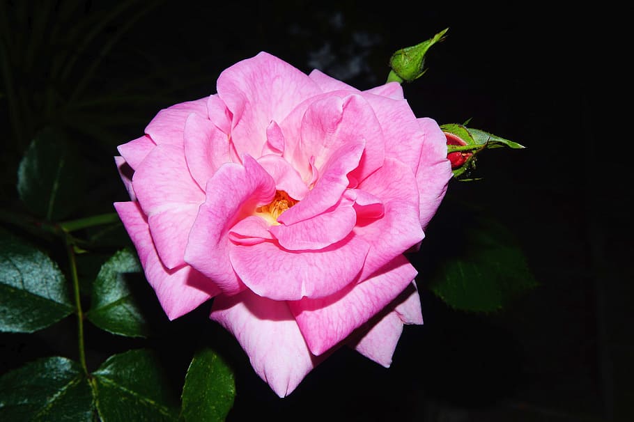 pink rose in bloom closeup photography, Flower, Blossom, Rose, Pink HD wallpaper