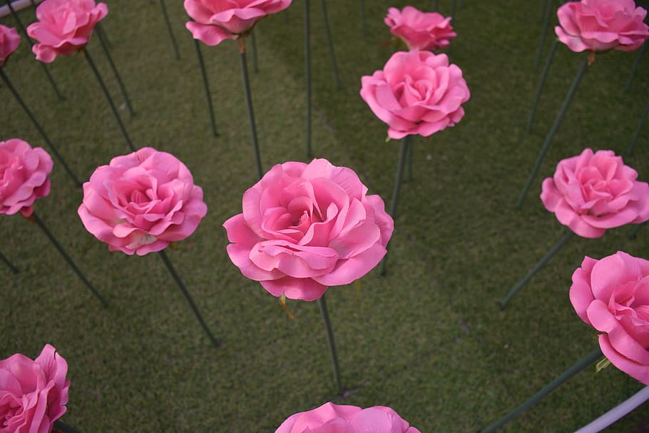 roses, plant, beijing, pink color, flower, flowering plant HD wallpaper
