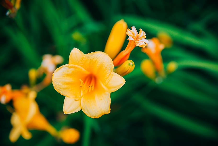 flower, bloom, landscape, soft, orange, flowering plant, petal HD wallpaper