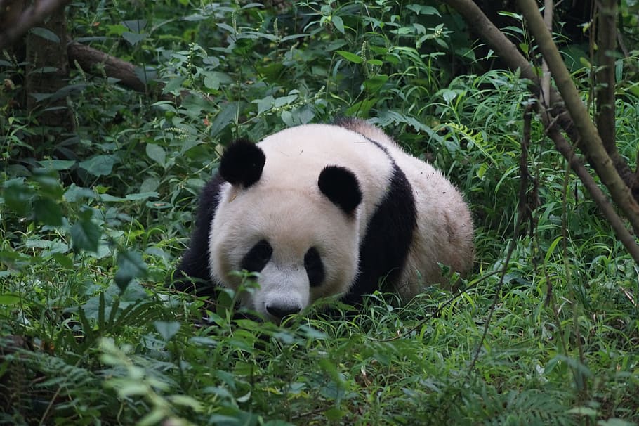 panda, animals, china, bear, bamboo, animal world, one animal HD wallpaper