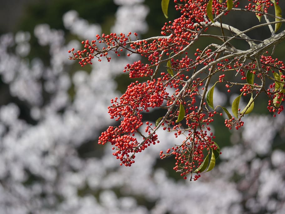 red, real, tree, red fruits, growth, plant, beauty in nature HD wallpaper