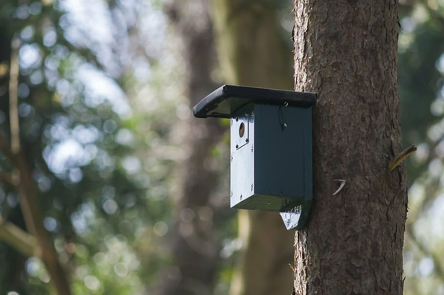 nest box, birdhouse, forest, nature, spring, tree, move, animal Nest, HD wallpaper