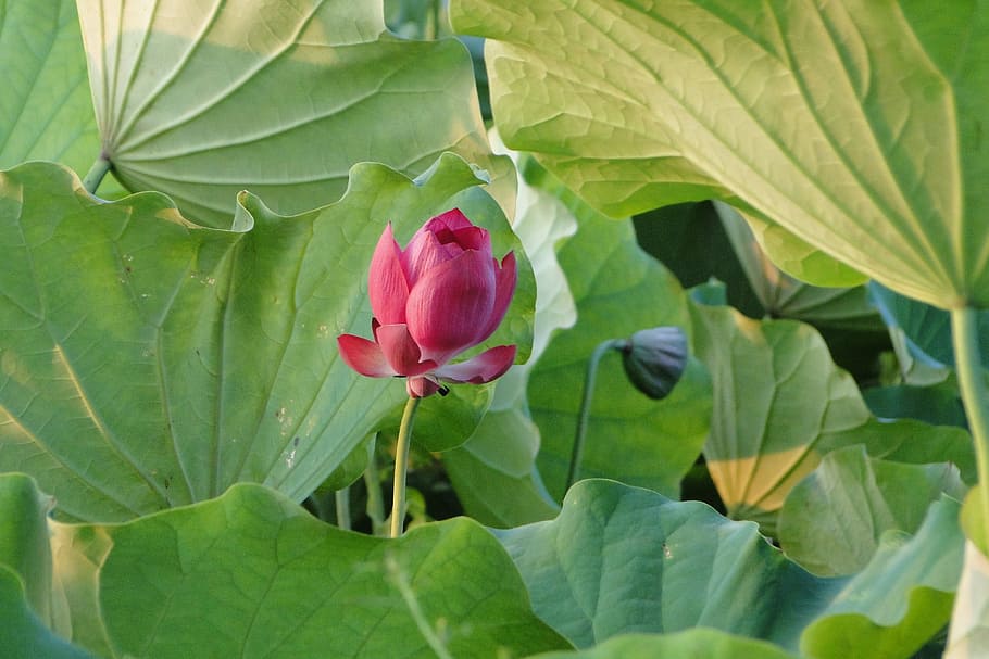 flower, lotus, summer, leaf, plant part, flowering plant, freshness HD wallpaper
