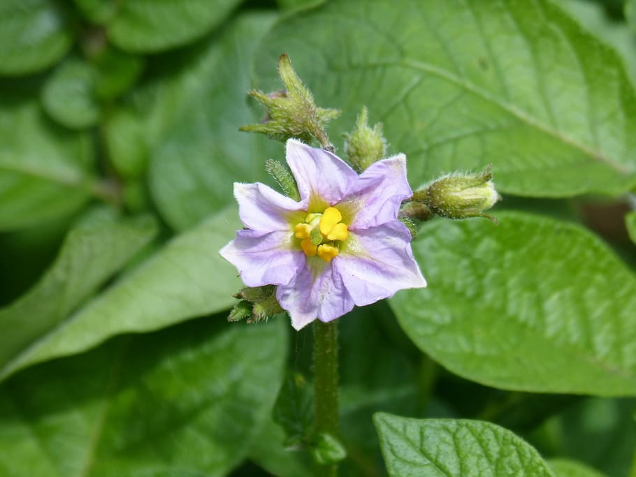 cominera flower, patatal, potato, vegetable, flowering plant HD wallpaper