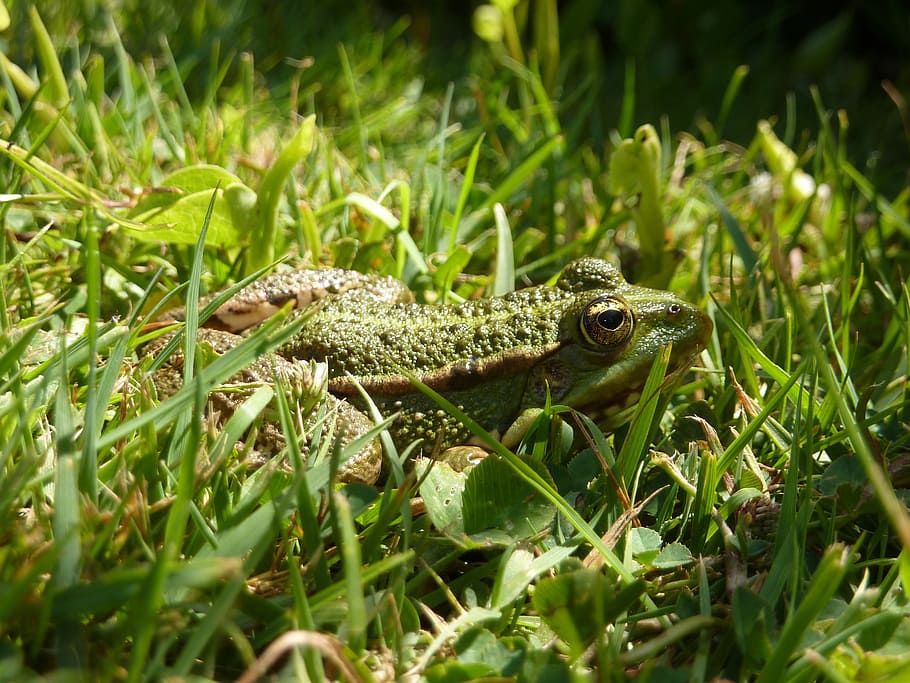 toad, water, grass, gerardo, frog, pond, animals, nature, plan-water HD wallpaper