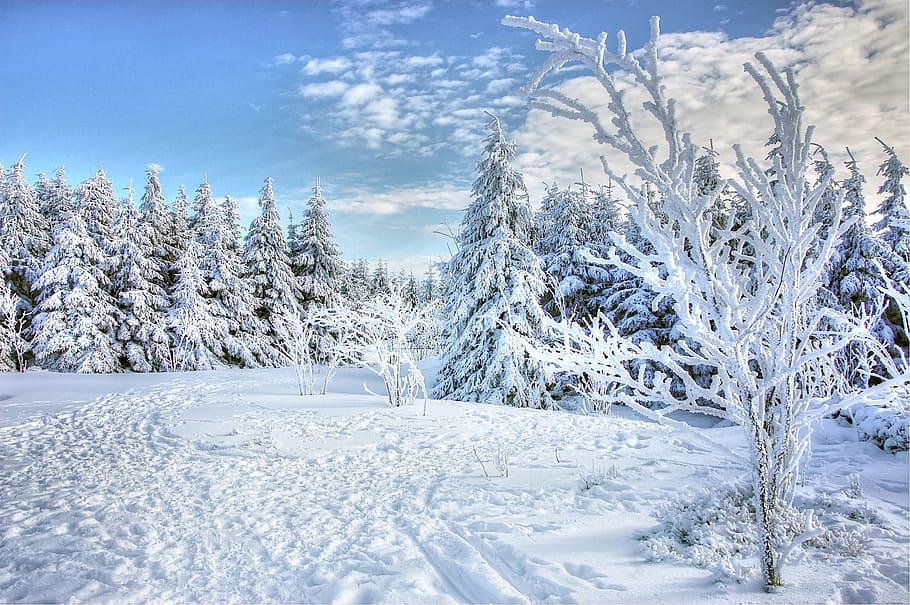 pine trees covered with snow at daytime, winter, frost, cold HD wallpaper
