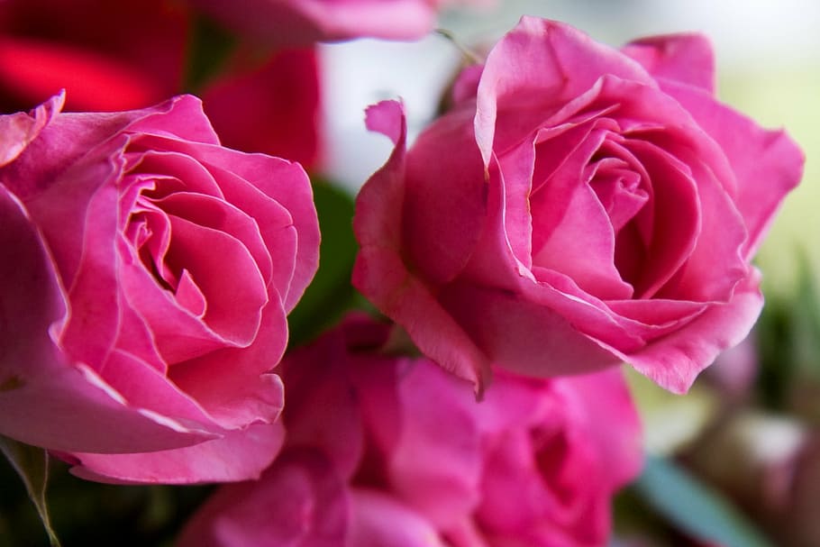 roses, flowers, pink, floral, love, bouquet, romantic, wedding, HD wallpaper