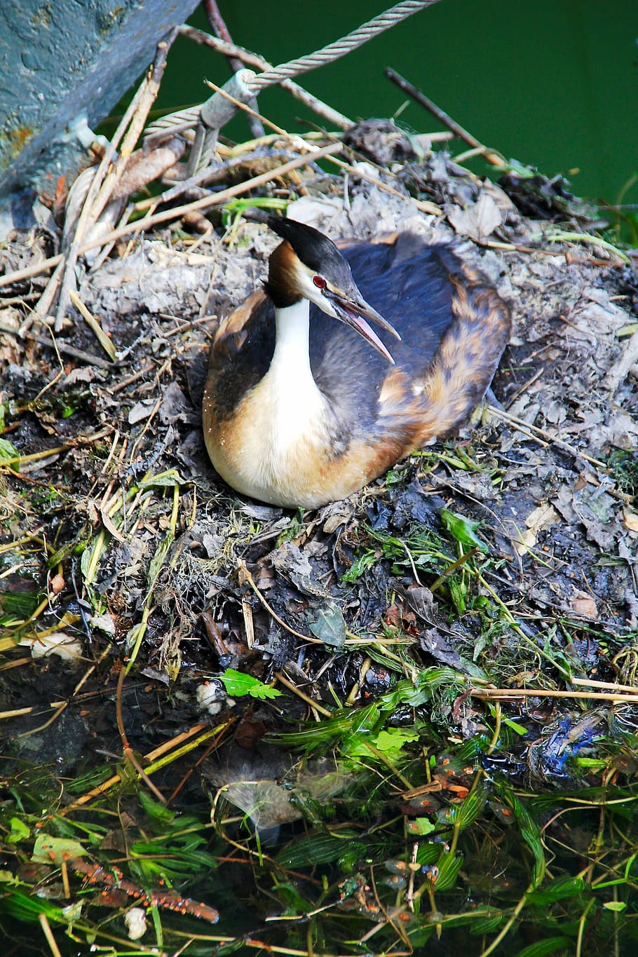 bird, nest, nature, spring, animal themes, animal wildlife HD wallpaper