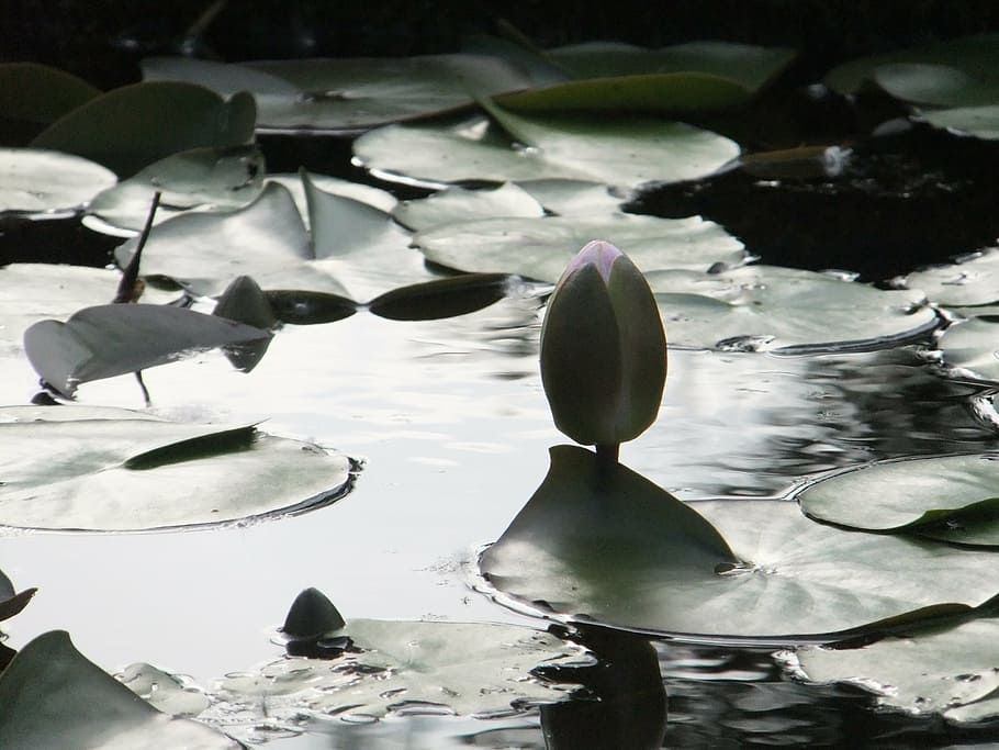 lotus, blossom, pond, water, flower, nature, plant, bloom, lily HD wallpaper