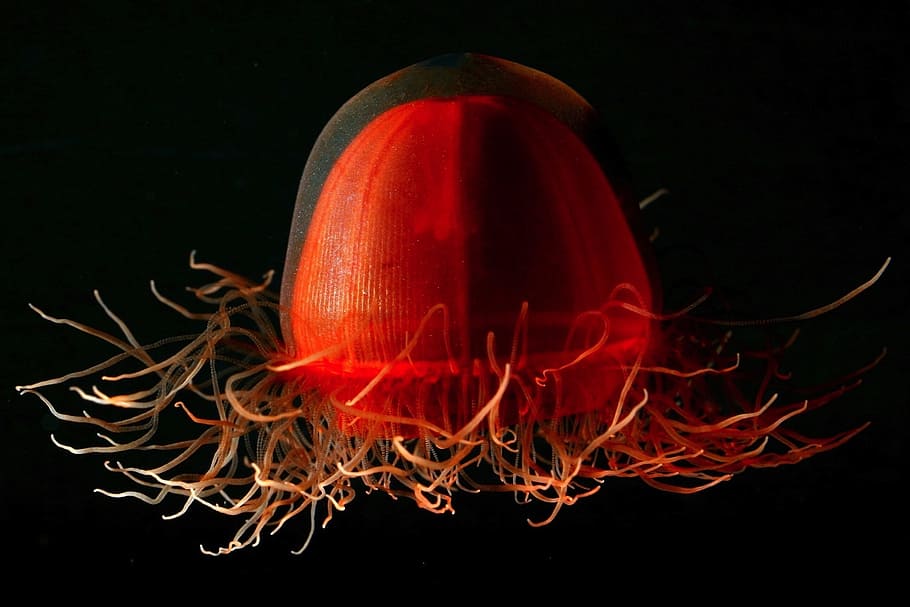 photo of red jellyfish, jelly fish, life, unique, beautiful HD wallpaper