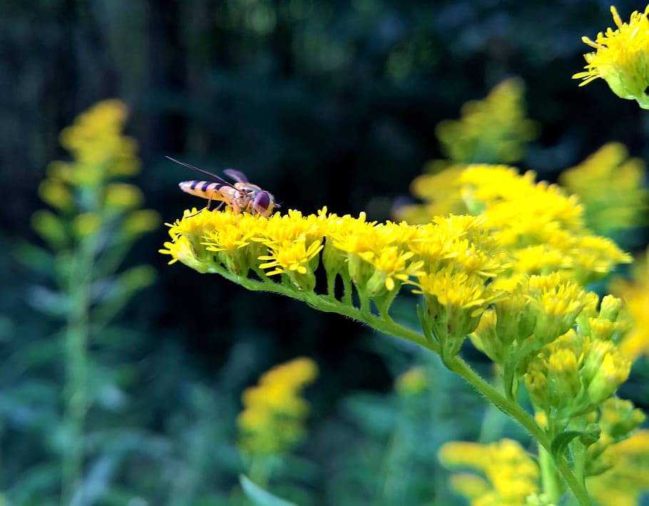 forest, bee, wasp, nature, close, flower, blossom, bloom, plant HD wallpaper