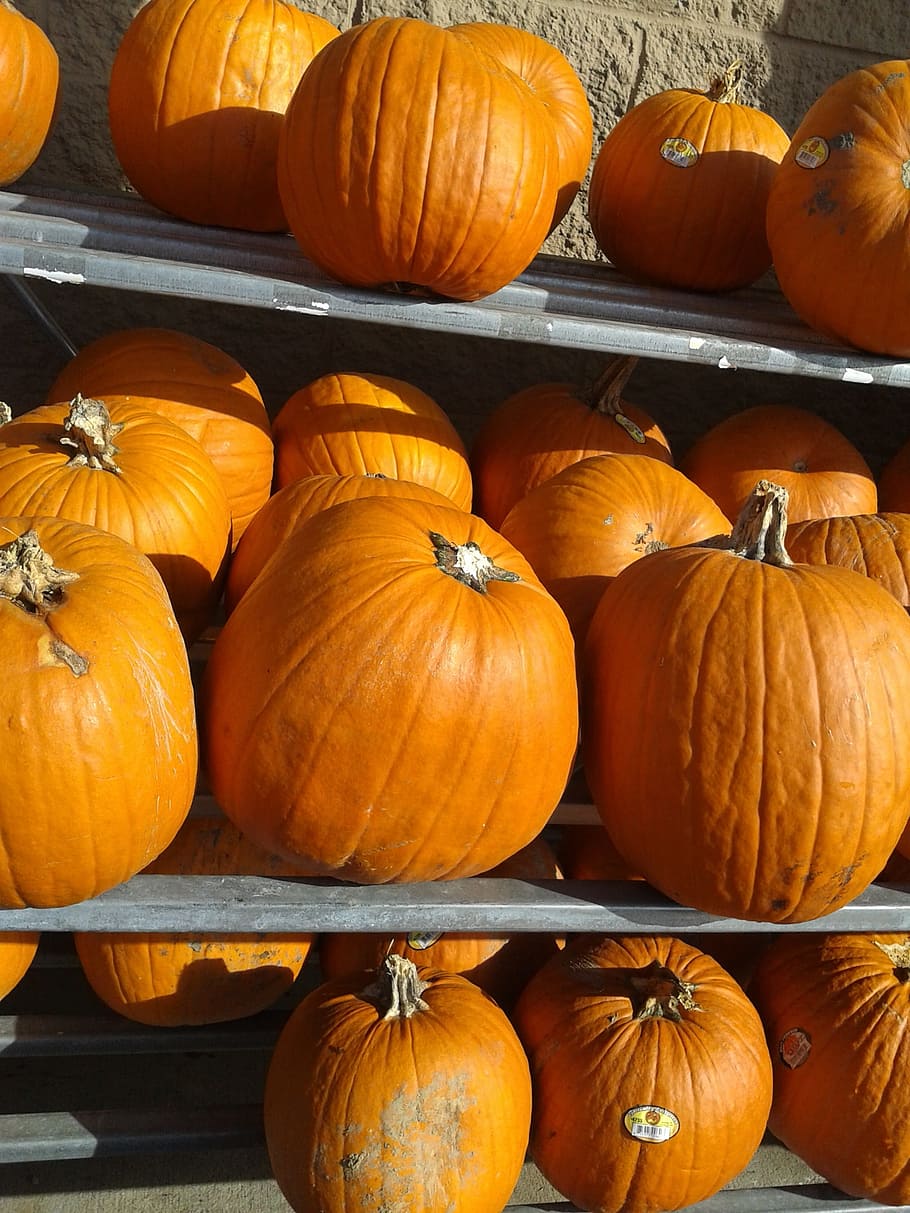 pumpkins, fall, harvest, autumn, orange, food and drink, vegetable HD wallpaper