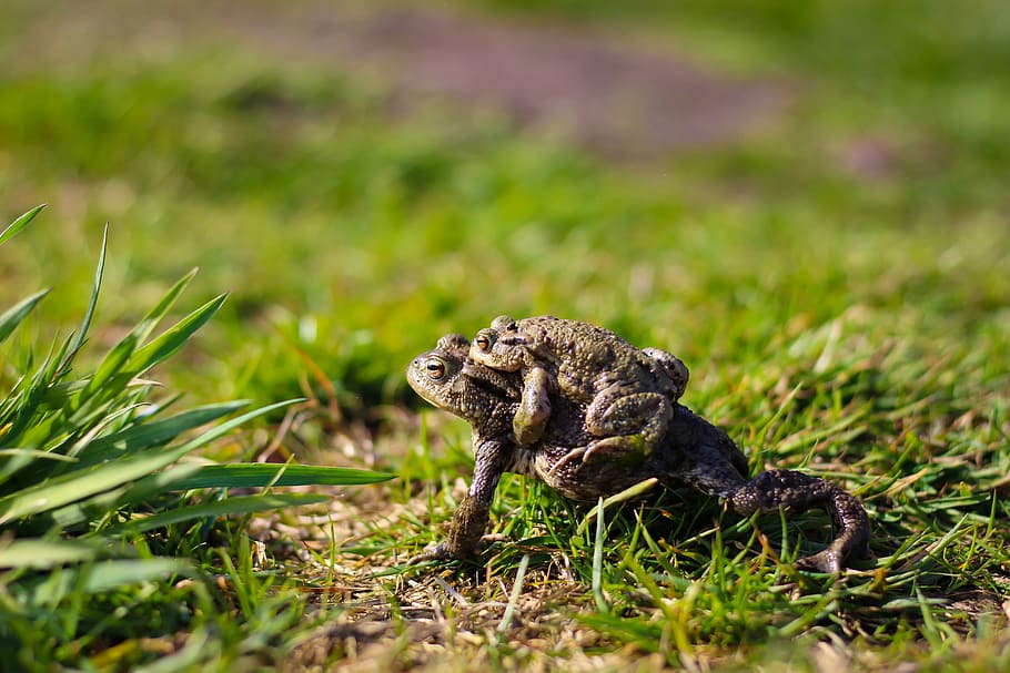 toads, toad migration, animal world, pairing, wildlife photography HD wallpaper