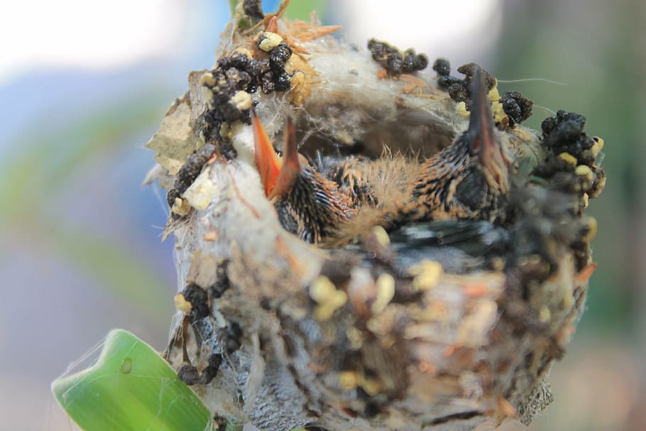 closeup photography of fledgling birds in nest, hummingbird HD wallpaper