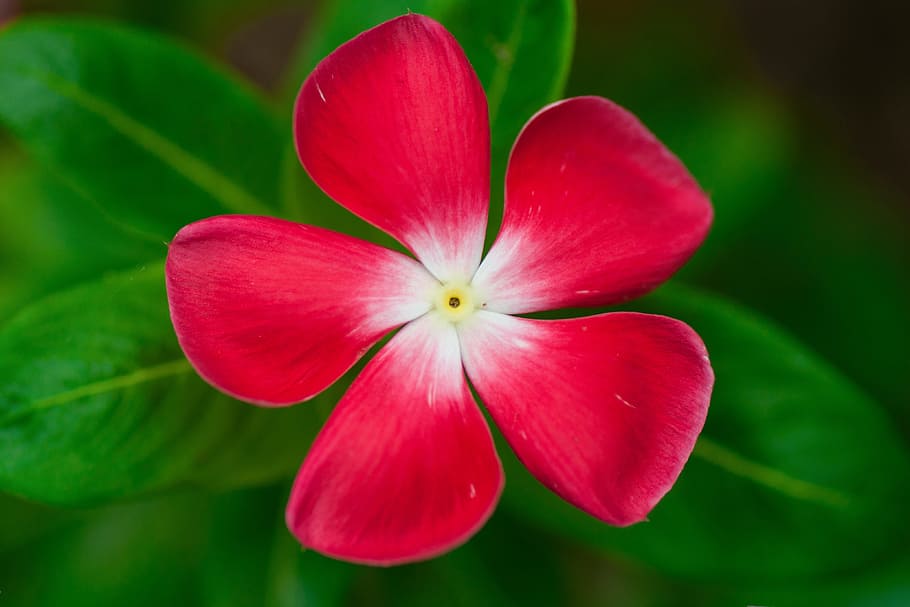 fower, red, green, flowering plant, vulnerability, petal, beauty in nature HD wallpaper
