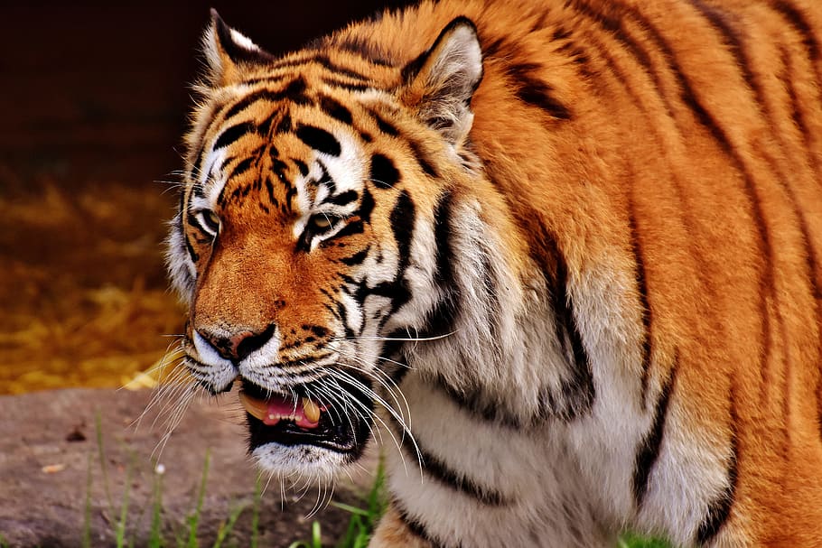 tiger, predator, fur, beautiful, dangerous, cat, wildlife photography HD wallpaper