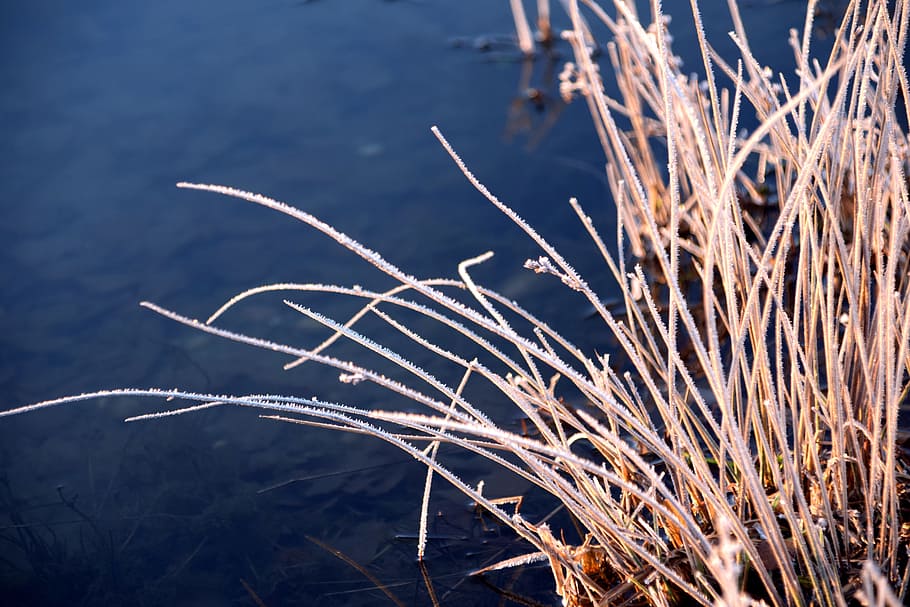 Grass, Winter, Cold, Frost, Nature, Iced, grasses, hoarfrost HD wallpaper