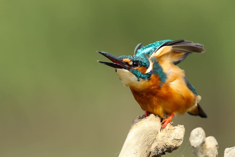blue and orange Kingfisher perched on branch, brown and teal bird sits on tree branch HD wallpaper