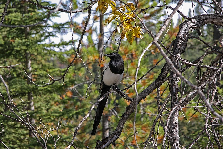 Bird woods