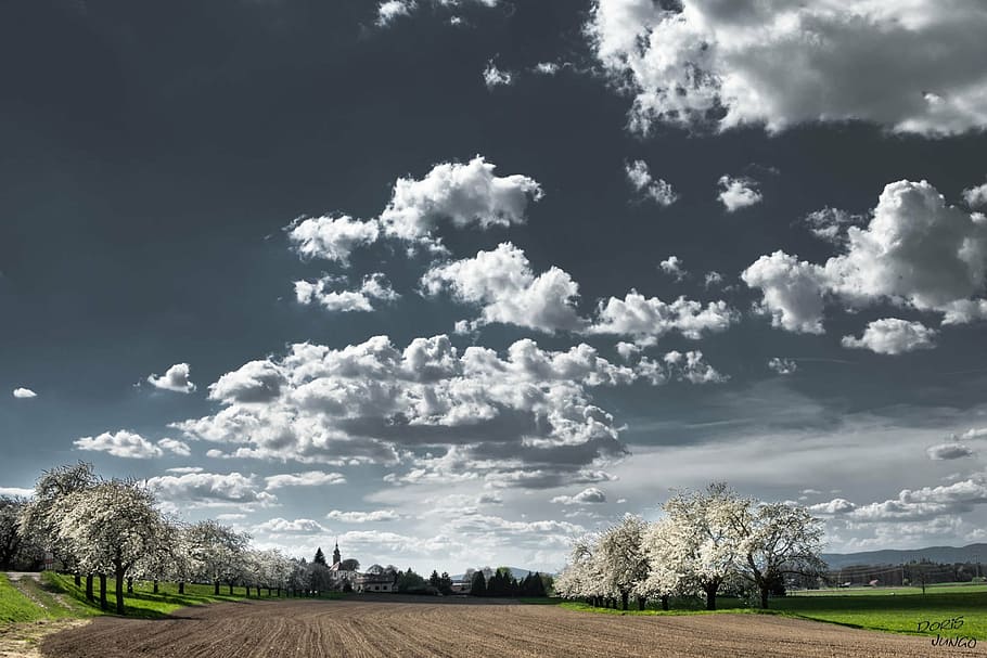 cloudy sky, clouds, cherry blossoms, trees, flowering tree HD wallpaper