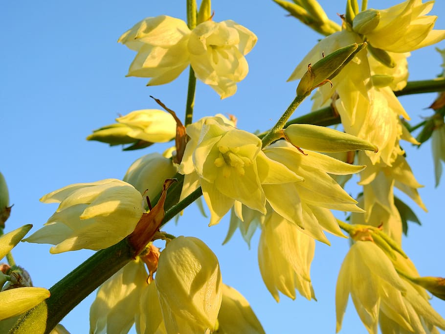 flower, blossom, bloom, nature, plant, flora, yellow, loosestrife HD wallpaper