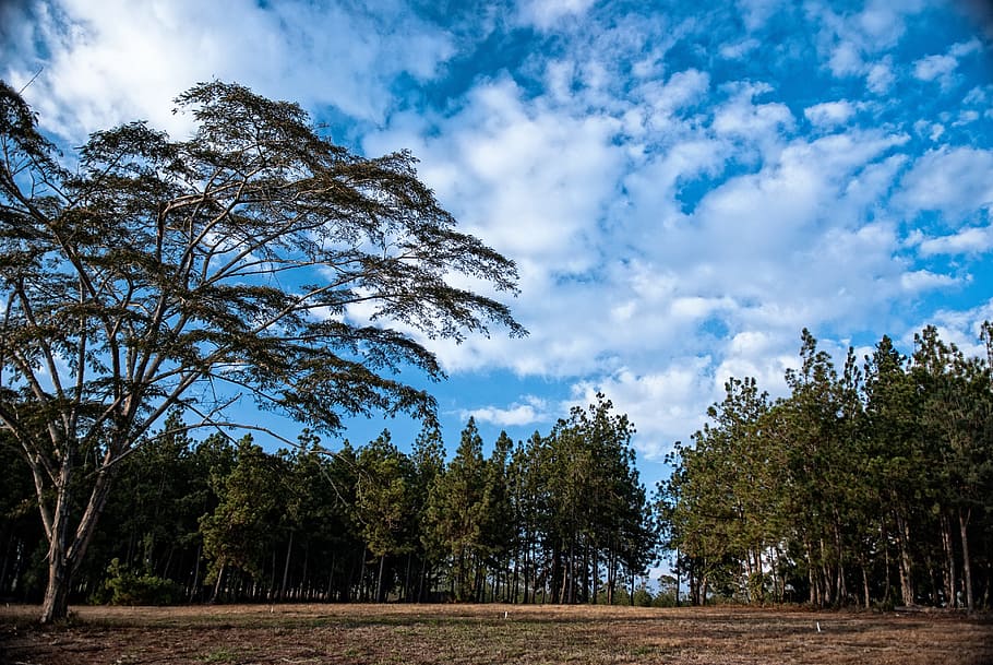 Clouds, Outdoors, Landscape, Scene, woods, forest, scenery HD wallpaper