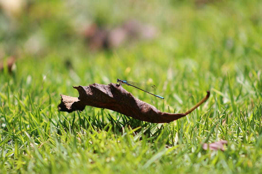 Insects, Nature, Animals, Dragonfly, one animal, grass, animal themes HD wallpaper