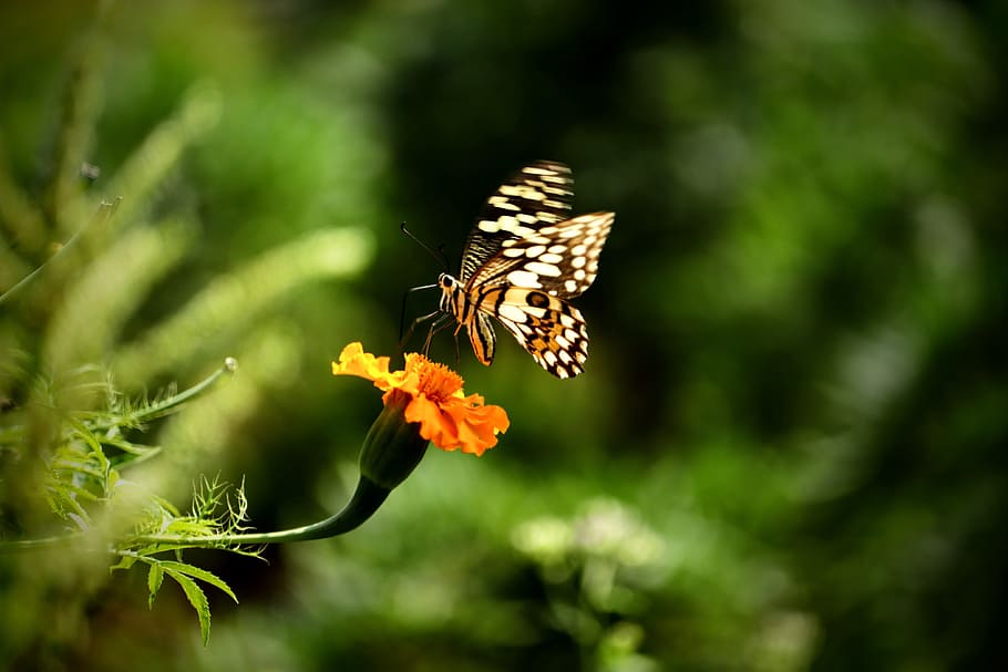 nature, outdoors, insect, flora, butterfly, garden, flower HD wallpaper