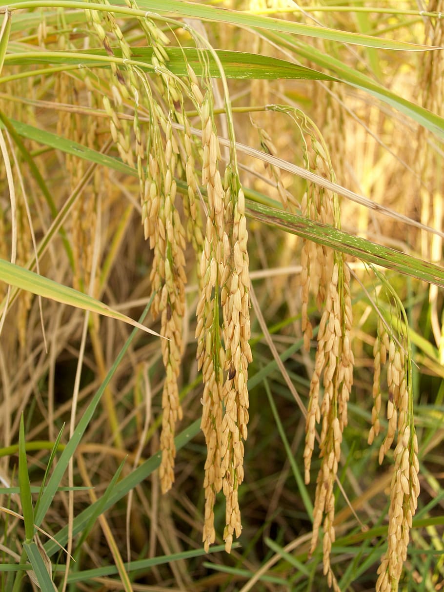 Agriculture, Asia, Botany, autumn, cereal, cereal plant, crop
