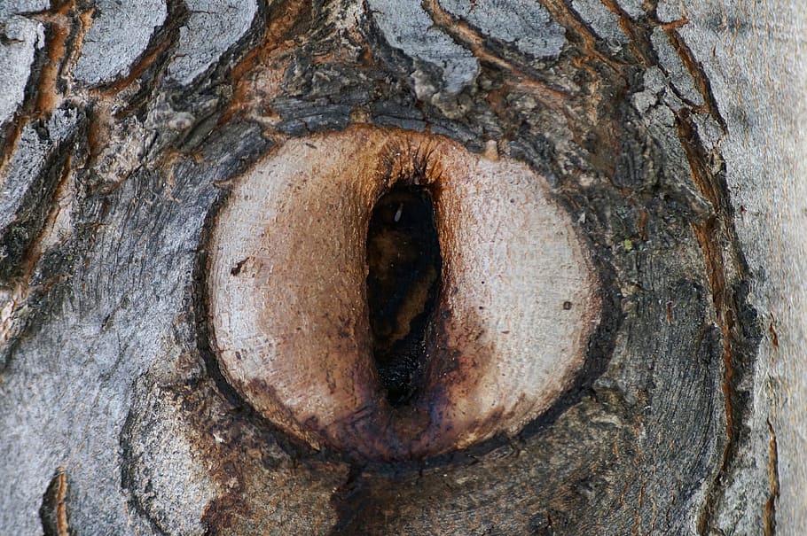 Tree, Eye, Knothole, Nature, Landscape, outdoor, macro, forest HD wallpaper
