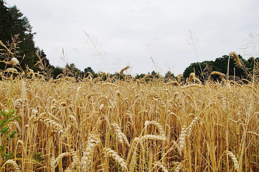 Grain, Cereal, Box, Wheat Field, cereal box, summer, gold, ears of corn HD wallpaper