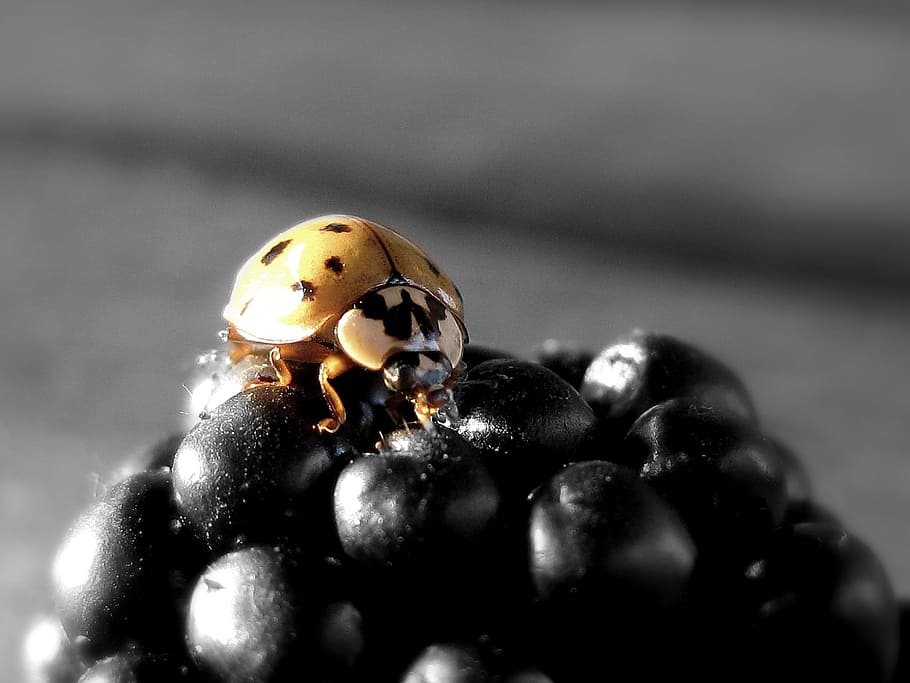 ladybug, blackberry, insect, fruit, nature, ladybird, fauna HD wallpaper