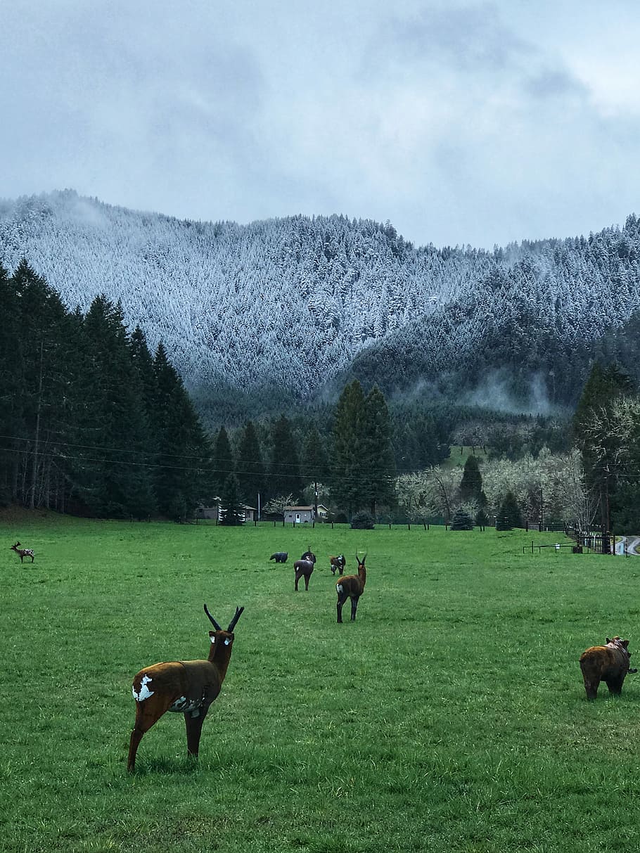 Dusting of the trees, herd of antelopes on foot of gray mountain HD wallpaper