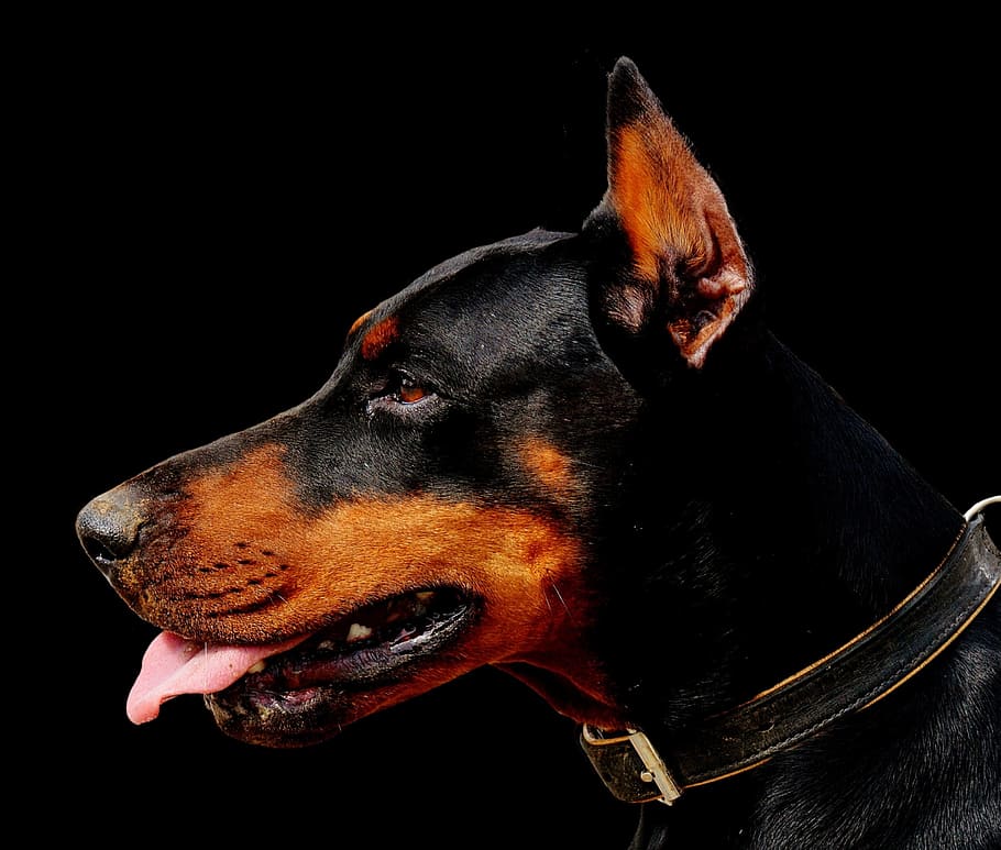 closeup photo of adult black and tan Doberman pinscher, dog, animal world