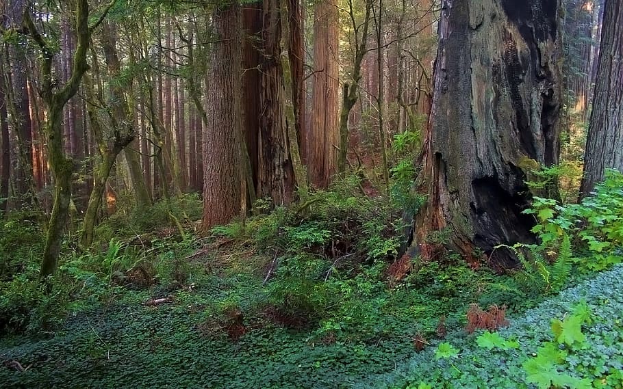 forest, tree, scenic, land, plant, tree trunk, tranquility HD wallpaper