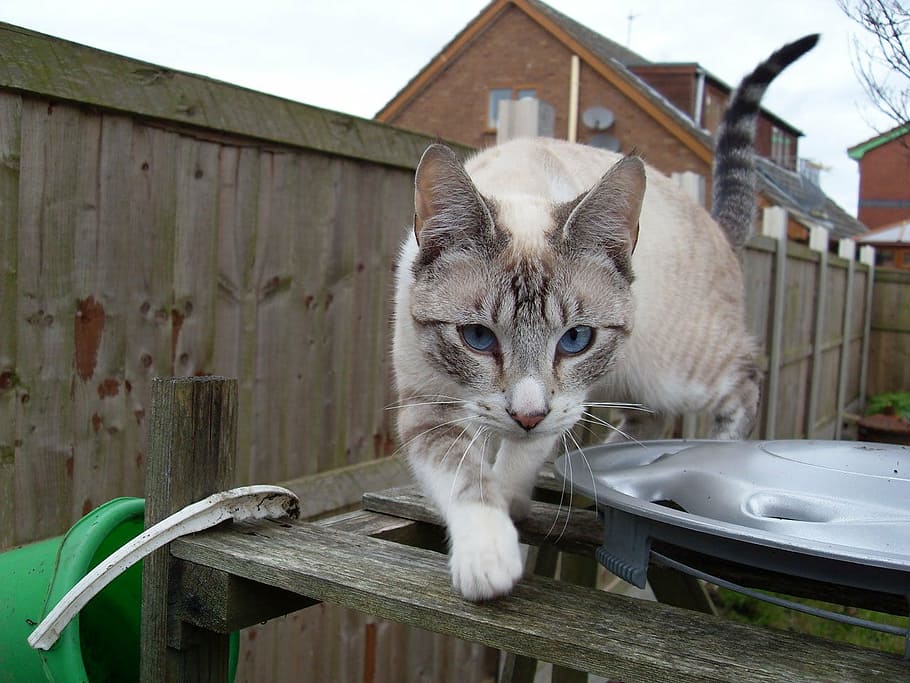 gray cat on wooden surface, white, stripes, blue, eyes, kitten HD wallpaper