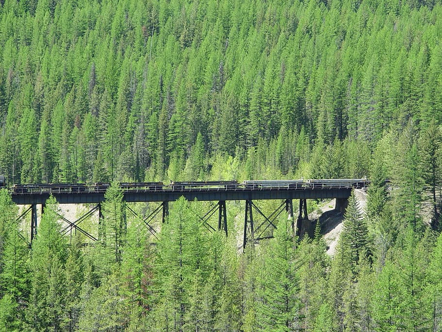train, forest, montana, trees, green color, plant, land, growth HD wallpaper