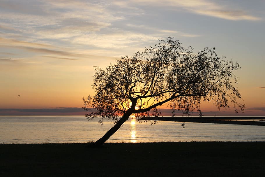sunset, tree, summer, silhouette, sea, tallinn, evening, landscape HD wallpaper