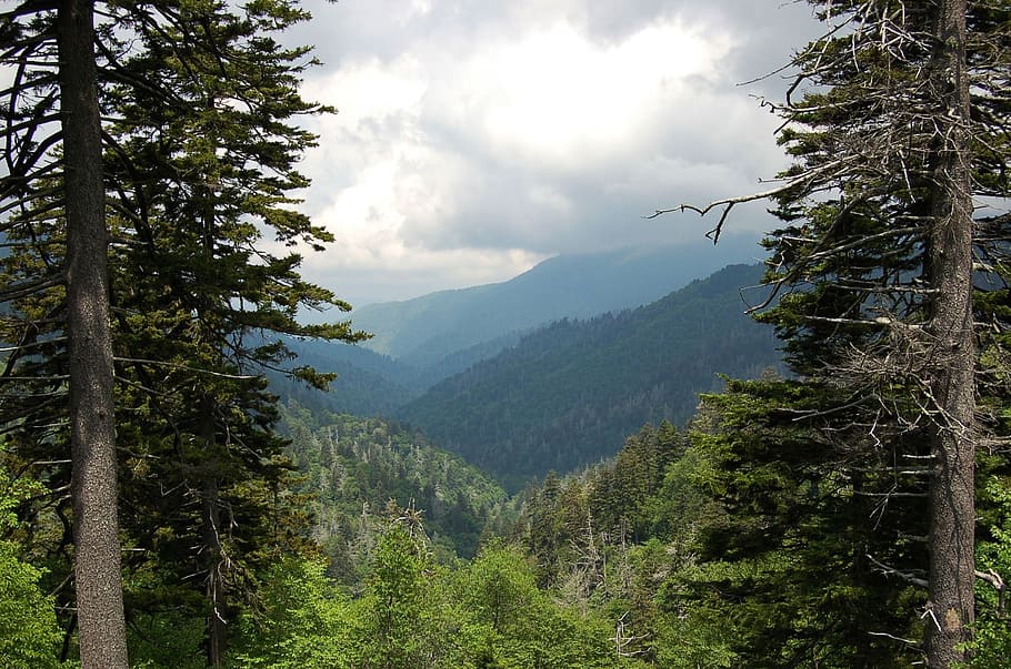 nature, wood, tree, landscape, mountain, smoky mountains, tennessee HD wallpaper